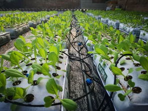 攜手企業界共同探索內蒙古百歲園農業種植技術開發