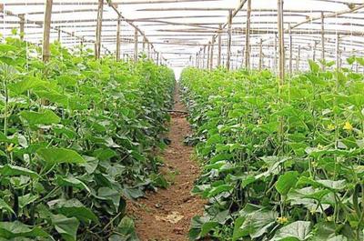 溫室大棚蔬菜種植技術及其發展策略