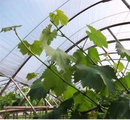 果樹夏季修剪關鍵 桃樹栽培中八項核心技術解析