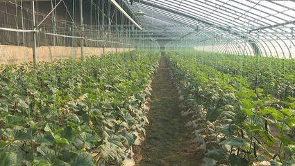 大荔縣 智能引領 機械賦能 全力打造農(nóng)業(yè)現(xiàn)代化新標桿