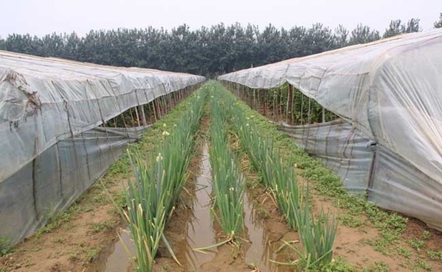 大蔥種植技術創(chuàng)新與農(nóng)業(yè)現(xiàn)代化發(fā)展路徑