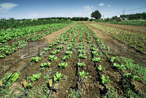 生菜種植園 現(xiàn)代農(nóng)業(yè)種植技術的創(chuàng)新開發(fā)與應用