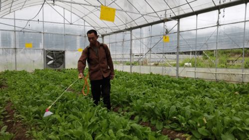 合作社+基地+農(nóng)戶 蔬菜種植技術開發(fā)引領45名貧困人口就業(yè)增收