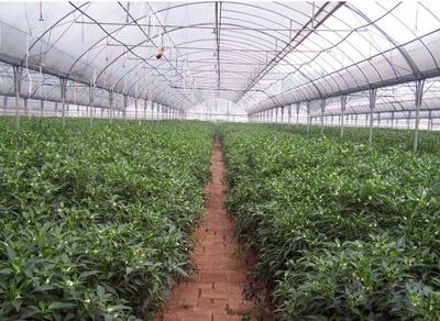 創(chuàng)新驅動發(fā)展 貴陽種植大棚設計與農(nóng)業(yè)種植技術開發(fā)一體化探索